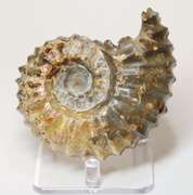 Textured 1,490ct Cretacious era Ammonite fossil