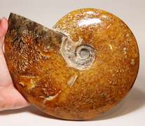 Superb 9,298ct blonde Ammonite fossil