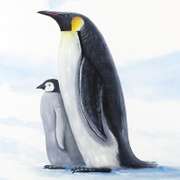 Antarctic Penguins