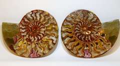 Incredible 9,298ct druzy filled Ammonite fossil