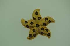 Gold Tone Star Fish With Yellow Stone Brooch