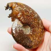 Simply gorgeous 1,280ct Cretacious era Ammonite fossil