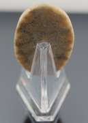 Huge! 74.82ct Indonesian Coral fossil cabochon