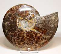 Simply gorgeous 7,937ct Cretacious era Ammonite fossil