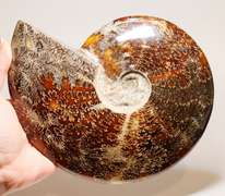 Simply gorgeous 7,937ct Cretacious era Ammonite fossil