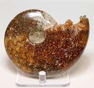 Simply gorgeous 1,280ct Cretacious era Ammonite fossil