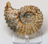 Textured 1,490ct Cretacious era Ammonite fossil
