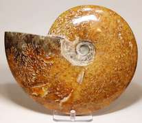 Superb 9,298ct blonde Ammonite fossil