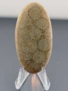 Huge! 74.82ct Indonesian Coral fossil cabochon