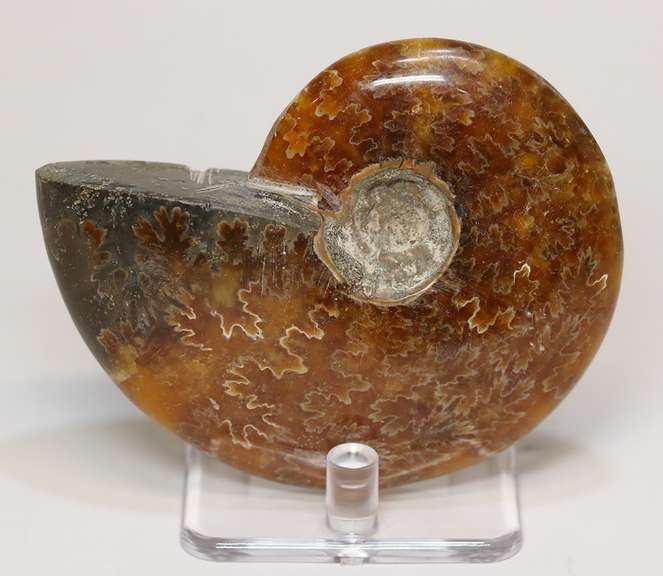 Simply gorgeous 785ct Cretacious era Ammonite fossil