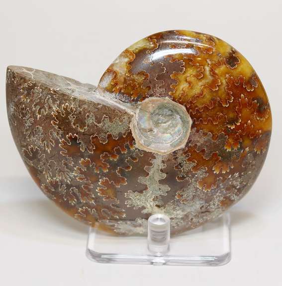 Collectors 940ct Cretacious era Ammonite fossil