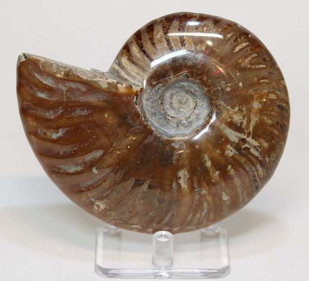 Large 1,435ct iridescent Ammonite fossil