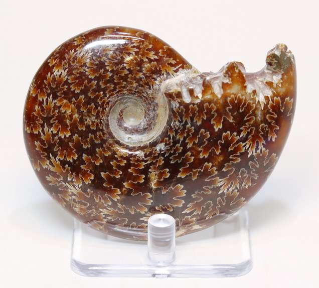 Simply gorgeous 535ct Cretacious era Ammonite fossil