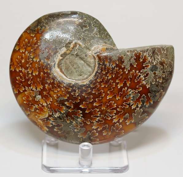 Collectors 985ct Cretacious era Ammonite fossil