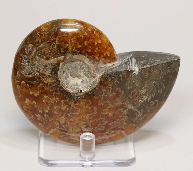 Simply gorgeous 785ct Cretacious era Ammonite fossil