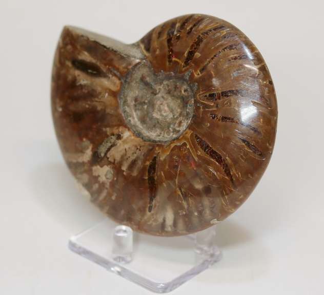 Large 1,440ct iridescent Ammonite fossil