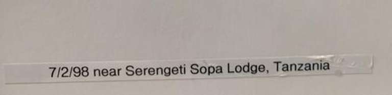 Beautiful Sleeping Female Lion Photogravure