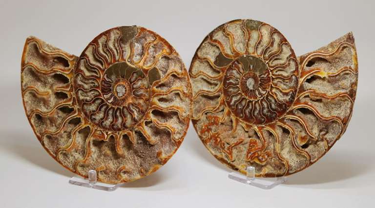 Ancient 5,700ct split Ammonite fossil druzy