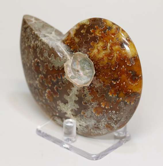 Collectors 940ct Cretacious era Ammonite fossil