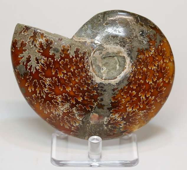 Collectors 985ct Cretacious era Ammonite fossil
