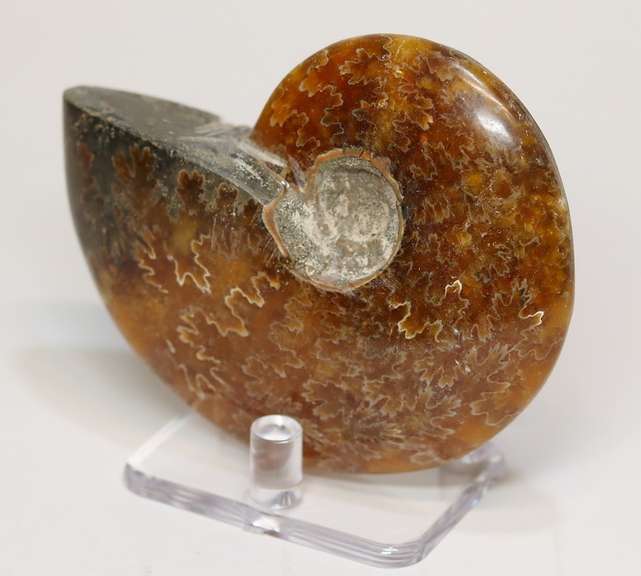 Simply gorgeous 785ct Cretacious era Ammonite fossil