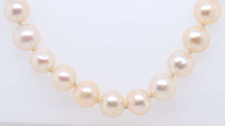 Fresh Water Pearl Necklace w Gold Clasp