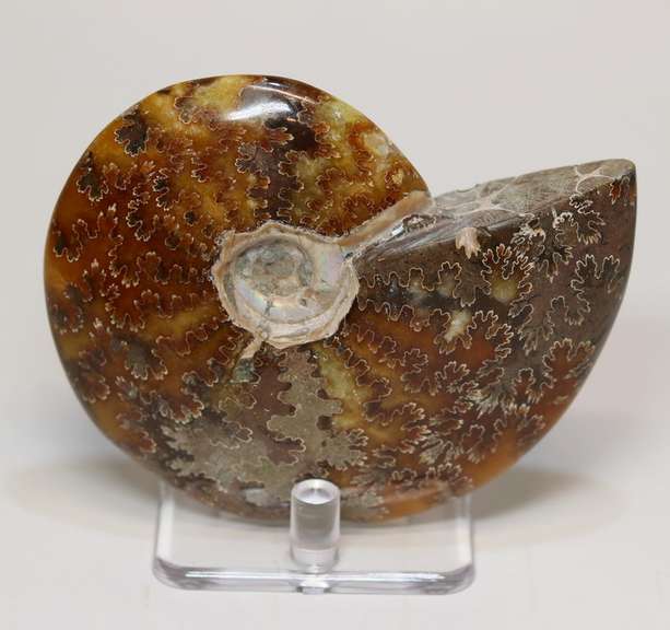 Collectors 940ct Cretacious era Ammonite fossil