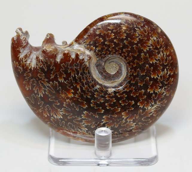 Simply gorgeous 535ct Cretacious era Ammonite fossil