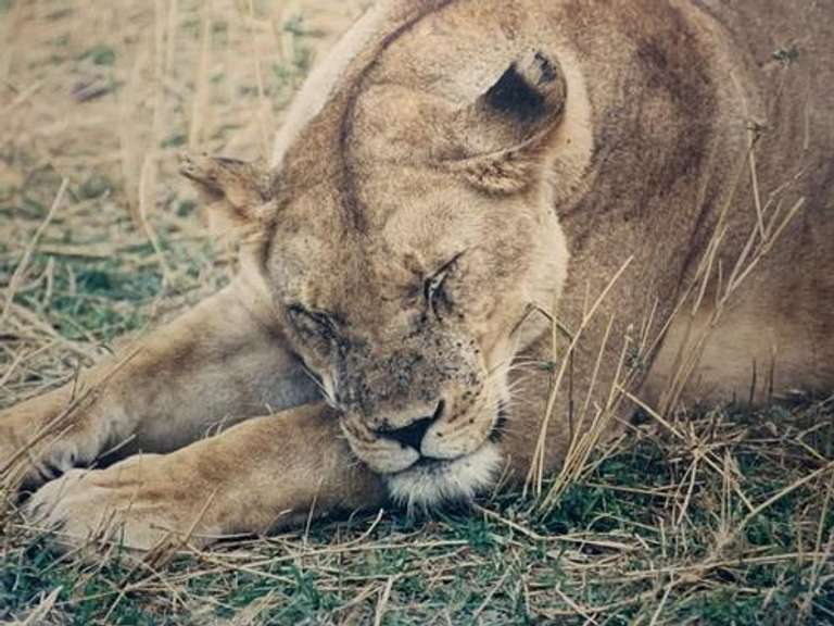 Beautiful Sleeping Female Lion Photogravure
