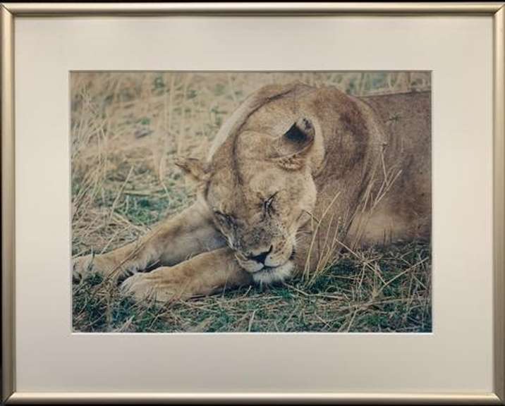 Beautiful Sleeping Female Lion Photogravure