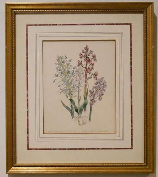 Beautiful Hand Colored Botanical Engraving