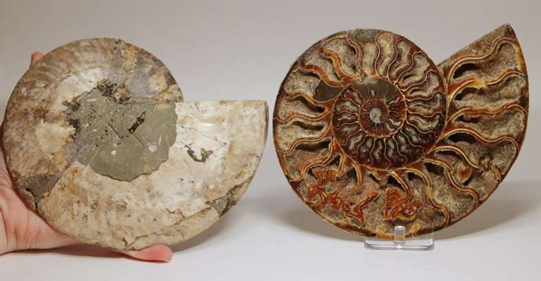 Phenomenal 5,700ct split Ammonite fossil druzy