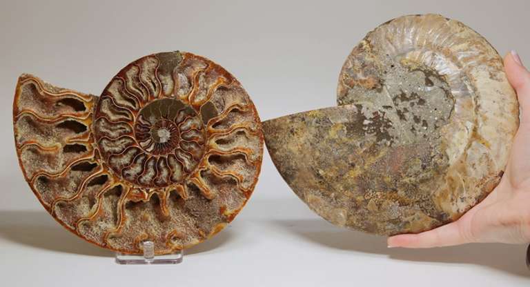 Ancient 5,700ct split Ammonite fossil druzy