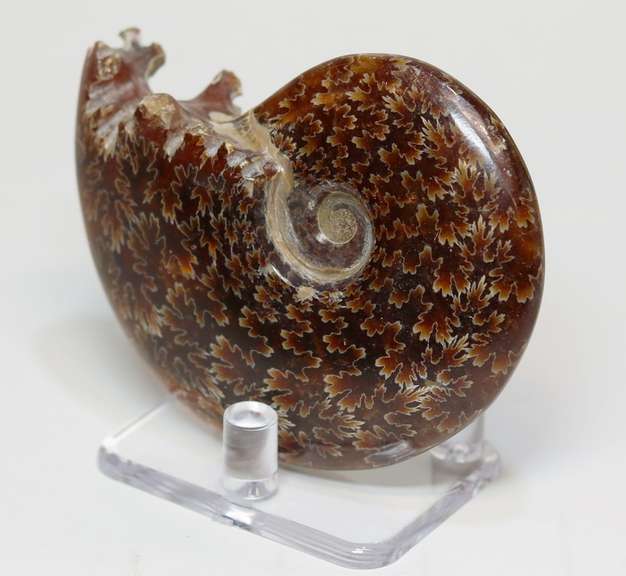 Simply gorgeous 535ct Cretacious era Ammonite fossil