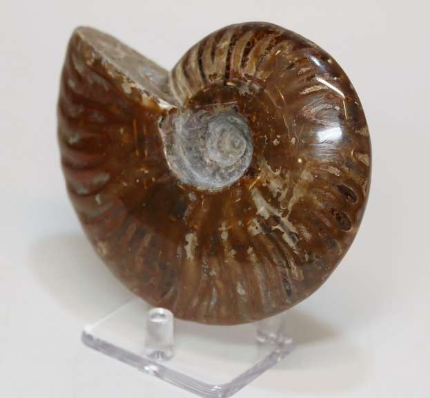 Large 1,435ct iridescent Ammonite fossil