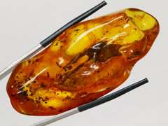 Huge! 18.58 gram Baltic Amber with insects