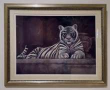 Beautiful Offset Lithograph of a White Tiger