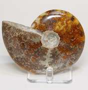 Collectors 940ct Cretacious era Ammonite fossil