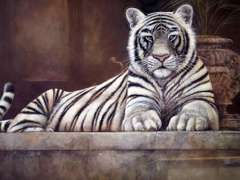 Beautiful Offset Lithograph of a White Tiger