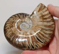 Large 1,435ct iridescent Ammonite fossil