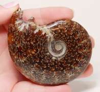 Simply gorgeous 535ct Cretacious era Ammonite fossil