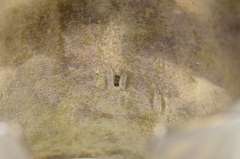 Sterling Silver Curved Mother Of Pearl Oval Statement Cuff Bracelet