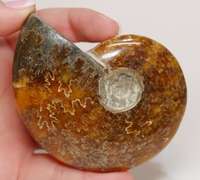 Simply gorgeous 785ct Cretacious era Ammonite fossil