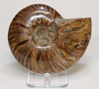 Large 1,440ct iridescent Ammonite fossil