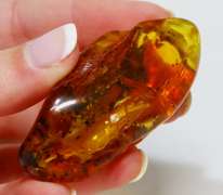 Huge! 18.58 gram Baltic Amber with insects