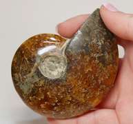 Simply gorgeous 785ct Cretacious era Ammonite fossil