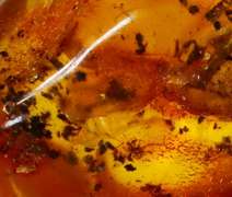 Huge! 18.58 gram Baltic Amber with insects