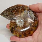 Collectors 940ct Cretacious era Ammonite fossil