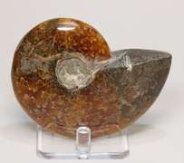 Simply gorgeous 785ct Cretacious era Ammonite fossil