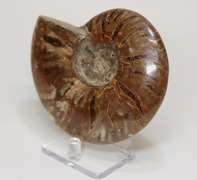 Large 1,440ct iridescent Ammonite fossil